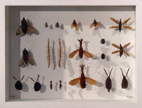 Insectes Insectes