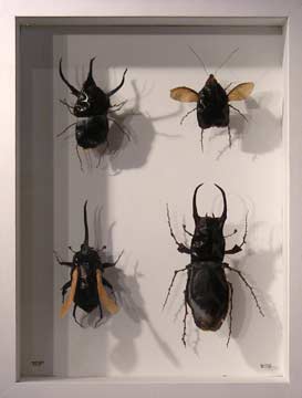 Insectes Insectes