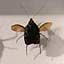 Couples d'insectes