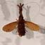 Couples d'insectes