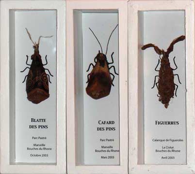 Insectes Insectes