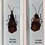Insectes