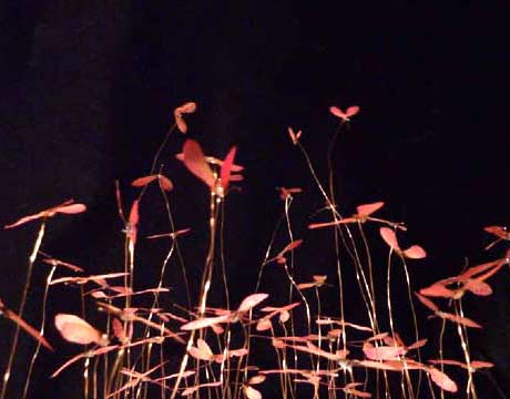 Papillons du Japon Papillons du Japon